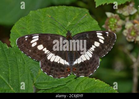 Weißer Admiral, in einem Norhants Wood, Großbritannien Stockfoto