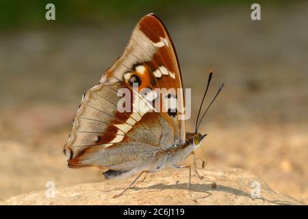 Purple Emperor Schmetterling Schlammpfütze, dh saugen Salze aus dem feuchten Boden an einem heißen Tag, Nordants Holz. Viel gesucht für Fotos. Stockfoto