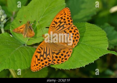 Silbergewaschene Fritillary Schmetterling, in einem Northants Wood, UK Bereich stetig nach Norden aufgrund der globalen Erwärmung bewegen Stockfoto