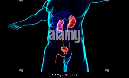 Human Harn System Nieren mit Blase Anatomie für Medical Concept 3D Illustration Stockfoto