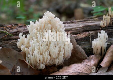 Ungenießbarer Pilz Artomyces pyxidatus im Buchenwald. Bekannt als Kronkoralle oder Kronkorallenpilz. Weißer Wildpilz wächst auf Baumstumpf. Stockfoto