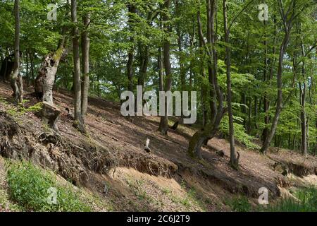 Landschaftlich schöner Blick auf den Buchenwald. Natürlicher Buchenwald an einem sonnigen Tag. Stockfoto