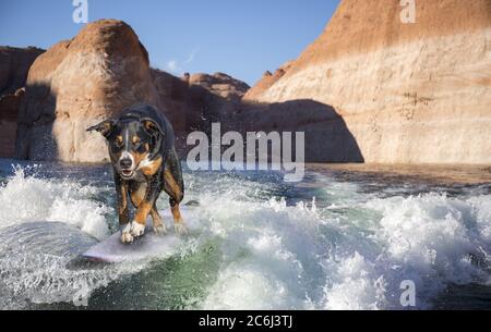 Hund Surfen auf einer Welle Stockfoto