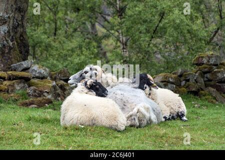 Zwei Lämmer kuschelten sich an ihre Mutter, Swaledale, Yorkshire Dales, Großbritannien Stockfoto