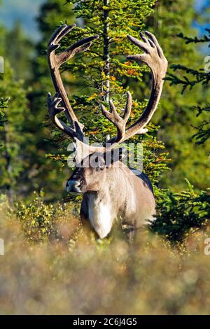 Bulle caribou in Samt Stockfoto