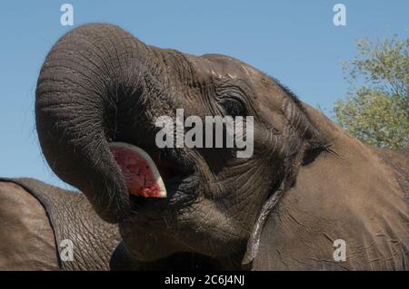 Balatonlelle Juli 2020. Ein Elefant des ungarischen Nationalzirkus isst am 10. Juli 2020 bei einer Werbeveranstaltung in Balatonlelle, Ungarn, eine Scheibe Wassermelone. Quelle: Attila Volgyi/Xinhua/Alamy Live News Stockfoto