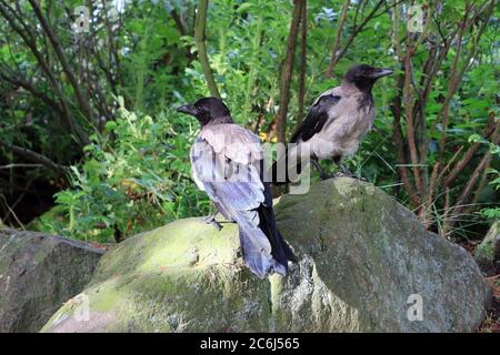 Zwei junge Krähen mit Kapuze, Corvus cornix, auf einem Felsen in natürlicher Umgebung. Stockfoto