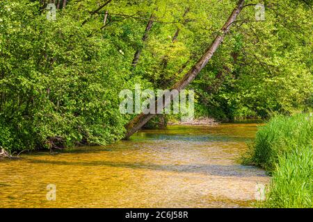 Italien Venetien Fontigo - Natur Oasi Fontane Bianche Stockfoto