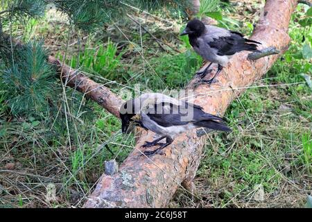 Zwei junge Kapuzenerden, Corvus cornix, die auf Baumstamm stehen und ihre Umgebung erkunden, die andere hält trockenes Gras im Schnabel. Stockfoto