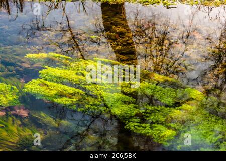 Italien Venetien Fontigo - Natur Oasi Fontane Bianche Stockfoto