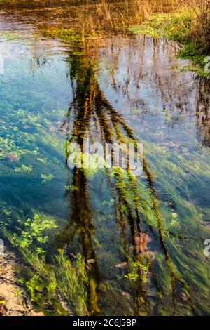 Italien Venetien Fontigo - Natur Oasi Fontane Bianche Stockfoto