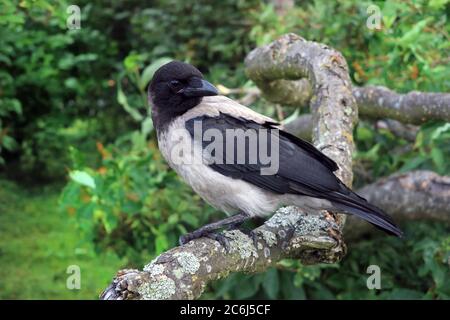 Junge Krähe mit Kapuze, Corvus cornix, aus nächster Nähe auf einem Baum an einem Sommertag. Stockfoto