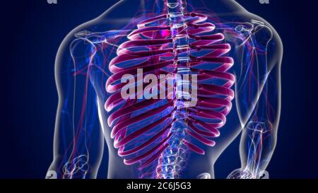 Menschliche Skelett Anatomie Rippenrahmen 3D-Rendering für medizinisches Konzept Stockfoto