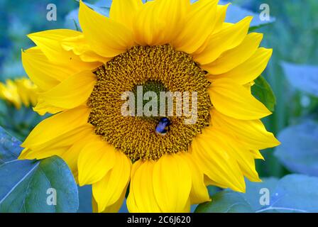 London, Großbritannien. Juli 2020. Bienen landen auf Sonnenblumen an sonnigen Tagen in London. Van Gogh Art Sorte der Sonnenblume. Kredit: JOHNNY ARMSTEAD/Alamy Live Nachrichten Stockfoto