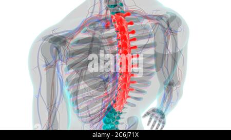 Menschliches Skelett Wirbelsäule Thoraxwirbel Anatomie 3D Illustration Stockfoto