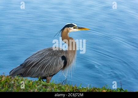 Dreifarbige Reiher watend in einem Teich Stockfoto