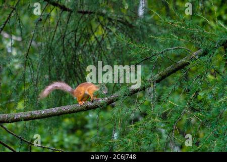 Eichhörnchen springen auf den Zweigen der Lärche mit grünen Nadeln. Sommertag in einem Stadtpark. Wildlife in der Stadt. Speicherplatz kopieren. Stockfoto