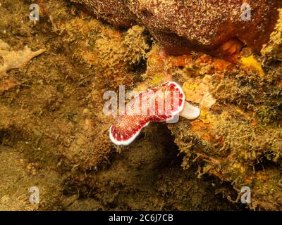 Nudibranch Goniobranchus reticulatus an einem Puerto Galera Riff auf den Philippinen. Diese Riffe sind so gesund und voller Leben Stockfoto