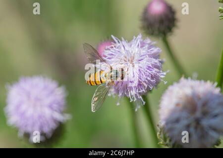 Blühende rosa Blumen im Freien Tagesetes und Bienen，Hemistepta lyrata (Bunge) Bunge Stockfoto