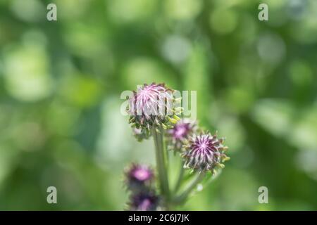 Blühende rosa Blumen im Freien Elecampane，Hemistepta lyrata (Bunge) Bunge Stockfoto