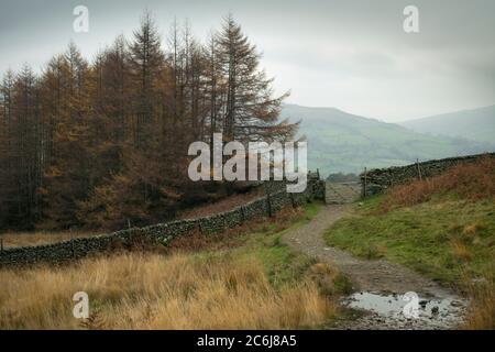 Der Fußweg und der Steg nach Loughrigg fielen von Ambleside mit Scandale fiel im Lake District National Park, Cumbria, England. Stockfoto