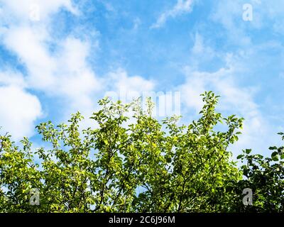 Grüne Apfelbäume unter blauem Himmel mit weißen Wolken am sonnigen Sommertag Stockfoto