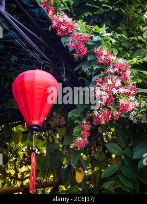 Vietnamesische rote Laterne, die vom Dach hängt, mit kleinen roten und weißen Blumen Stockfoto