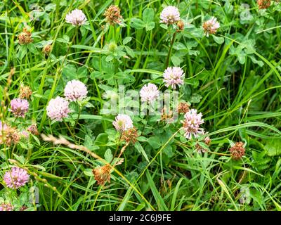 Frische und getrocknete rote Kleeblatt-Blüten auf grüner Wiese im Sommer Stockfoto