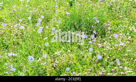 Panoramablick auf blühende Wiese am sonnigen Sommertag Stockfoto