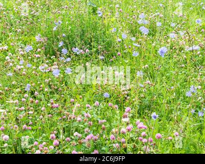 Roter Klee und blaue Zichorien Blumen auf der grünen Wiese an sonnigen Sommertag Stockfoto