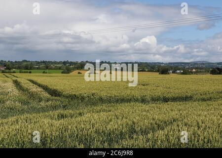 Broomhedge, County Antrim, Nordirland. 10. Juli 2020. Wetter in Großbritannien – milde, aber häufige Regenschauer und Sonnenschein aufgrund einer nordwestlichen Brise. Kredit: CAZIMB/Alamy Live Nachrichten. Stockfoto