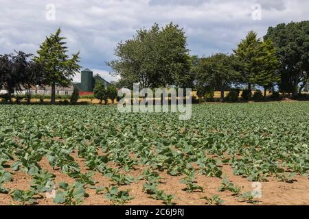 Broomhedge, County Antrim, Nordirland. 10. Juli 2020. Wetter in Großbritannien – milde, aber häufige Regenschauer und Sonnenschein aufgrund einer nordwestlichen Brise. Kredit: CAZIMB/Alamy Live Nachrichten. Stockfoto