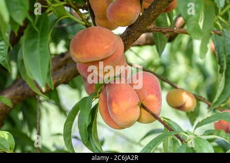 Teller-Pfirsich Prunus persica Sandwich gelb, Schale Peach Prunus persica Sandwich gelb Stockfoto