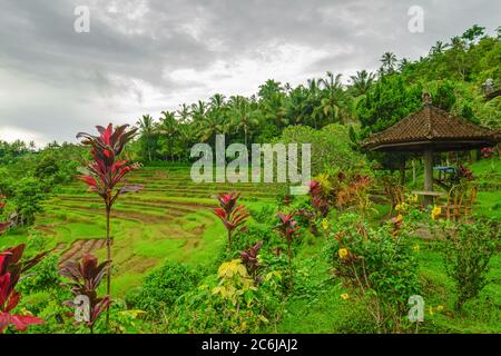 Grüne Reisterrassen auf der Bali Insel in Indonesien Stockfoto