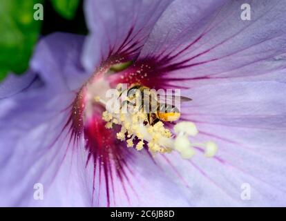 Blattkutter Bienenarten (Megachilidae) wahrscheinlich die Patchwork-Blattkutter-Biene, Megachile centuncularis), die eine Blume bestäubt Stockfoto