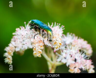 Rose Käfer bug (Cetoniinae) in einer Blüte Stockfoto