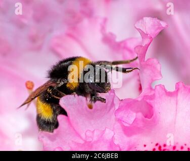 Hummel sammelt Pollen an einer rosa Rhododendronblüte Stockfoto