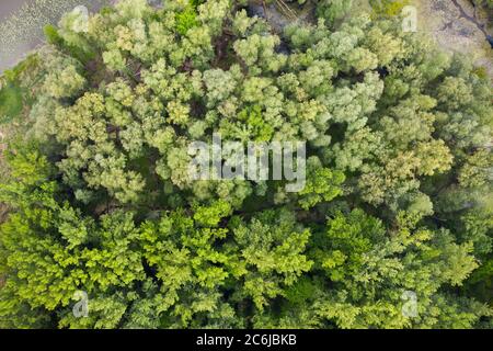 Auenwald mit grünen Bäumen im Sommer aus der Luft. Stockfoto