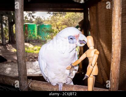 Kleine menschliche Holzmanikin posiert mit einem bunten Cockatoo auf einem Zweig, Kapstadt, Südafrika Stockfoto