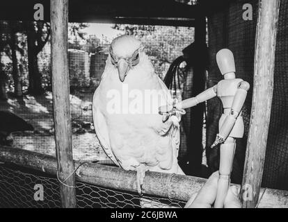 Kleine menschliche Holzmanikin posiert mit einem bunten Cockatoo auf einem Zweig, Kapstadt, Südafrika Stockfoto