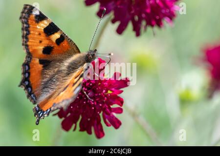 Kleine Tortoiseshell (Aglais urticae) Fütterung auf scabious Stockfoto