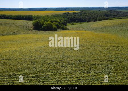 Sonnenblume, Landwirtschaft, Feld, blau, Ernte, Landschaft, Natur, grün, Ernte, Land, Bauernhof, Landwirtschaft, Landwirtschaft, ländliche, wächst, Pflanze, Industrie, trac Stockfoto