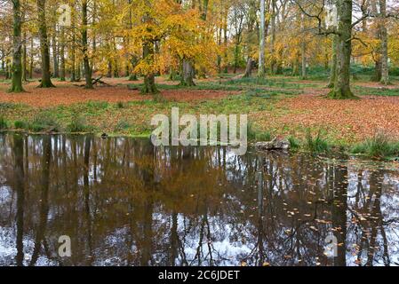 Herbstliche Farben in den Bäumen auf der bewaldeten Spitze des Hügels der Eiszeit auf Woodbury Common im East Devon Gebiet von außergewöhnlicher natürlicher Schönheit. Stockfoto