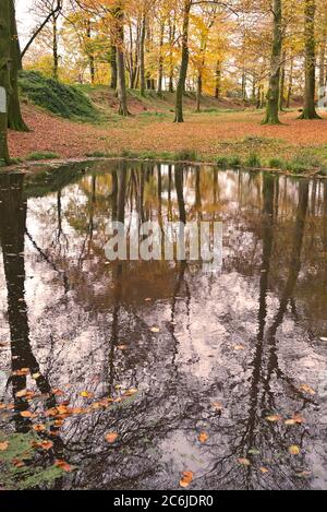 Herbstliche Farben in den Bäumen auf der bewaldeten Spitze des Hügels der Eiszeit auf Woodbury Common im East Devon Gebiet von außergewöhnlicher natürlicher Schönheit. Stockfoto