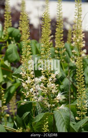 aesculus parviflora mit kleinen weißen Blütenblättern im juli Stockfoto