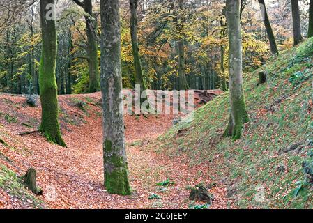 Herbstliche Farben in den bewaldeten Hängen des eisernen Hügels auf Woodbury Common im East Devon Gebiet von außergewöhnlicher natürlicher Schönheit. Stockfoto