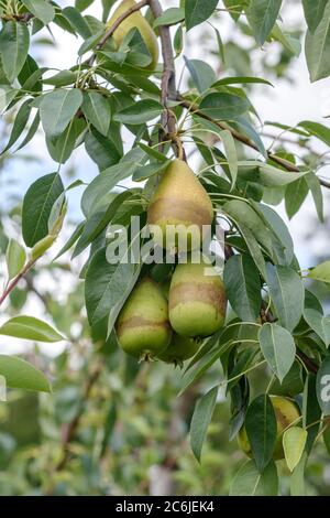 Birne Pyrus communis Fortschritt, Frostringe, Pear Pyrus communis Fortschritt, Frostringe Stockfoto