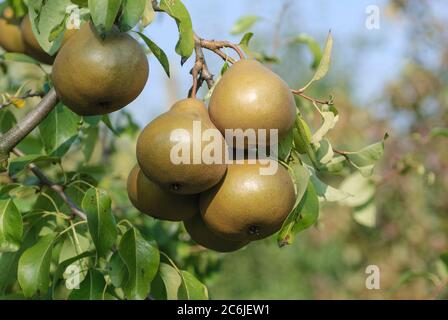 Birne Pyrus communis Uta, Pear Pyrus communis Uta Stockfoto