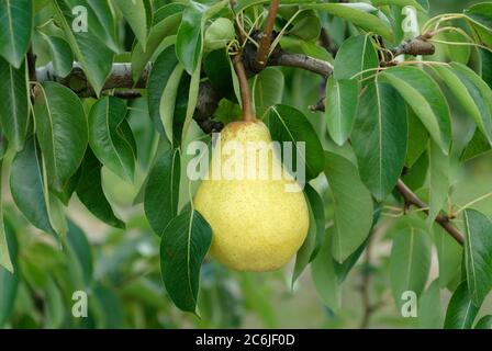 Birne Pyrus communis Williams Christ, Pear Pyrus communis Williams Christ Stockfoto