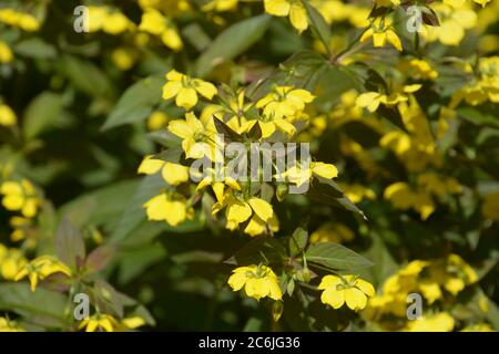 Nahaufnahme des blühenden feuerwerkskörper lysimachia ciliata Stockfoto